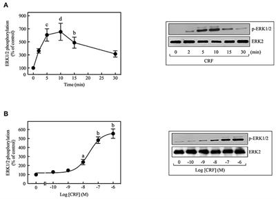 CRF1 Receptor Signaling via the ERK1/2-MAP and Akt Kinase Cascades: Roles of Src, EGF Receptor, and PI3-Kinase Mechanisms